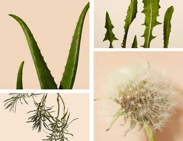 The Wonders of Plant Intelligence