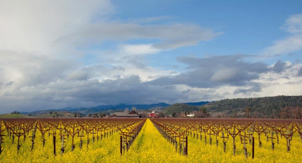 Why Cabernet Season Is the Best Time of Year to Take a Napa Valley Road Trip